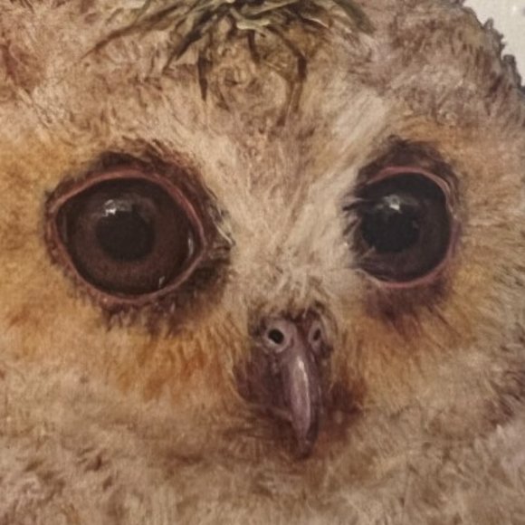 FRAMED Owl Print Mushroom Foliage Flowers Wooden Real Glass Boho Cottage 5" x 7" - Picture 3 of 6